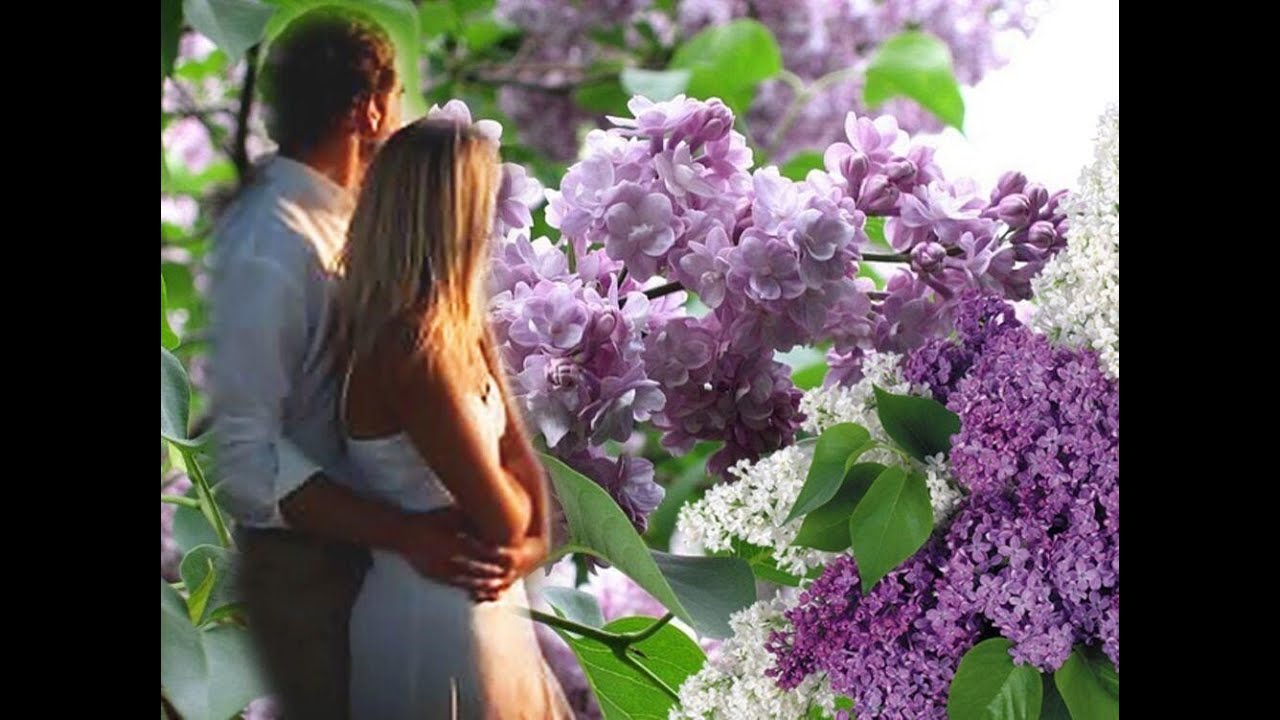 Ах сирень, сирень...