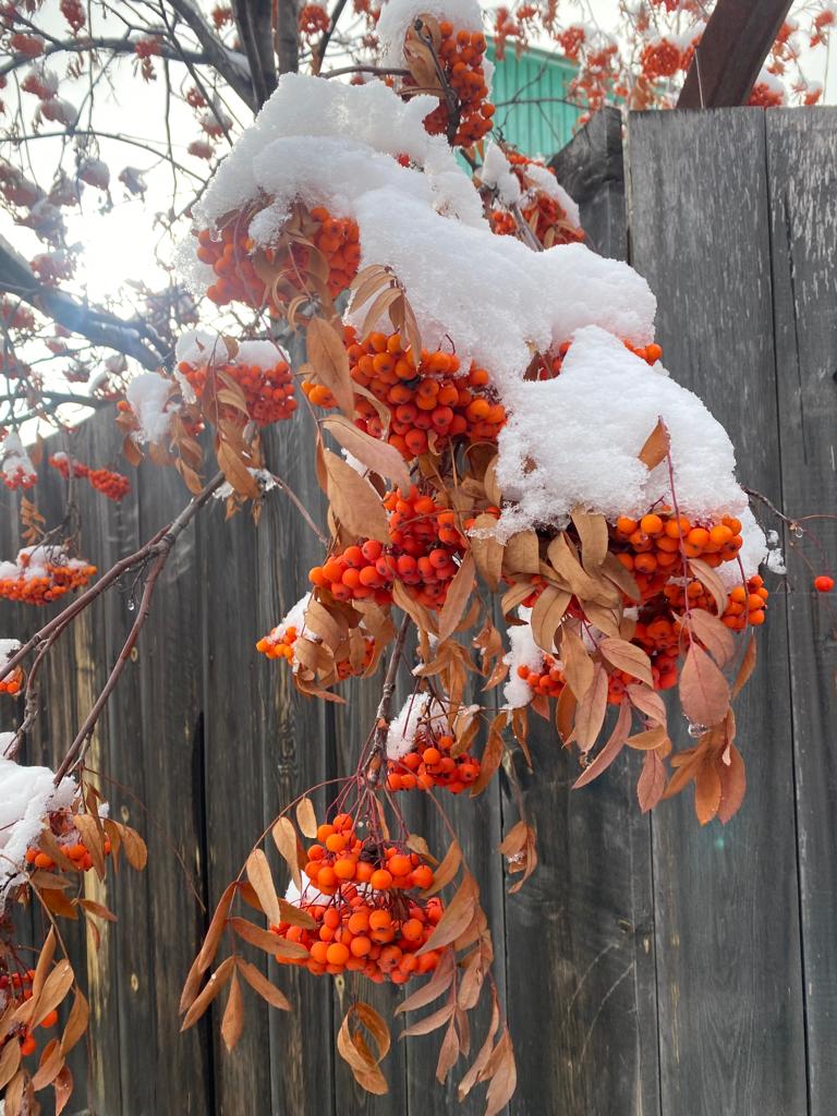 На рябиновый лад