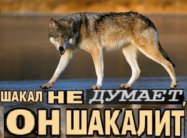 Шакальное качество мем