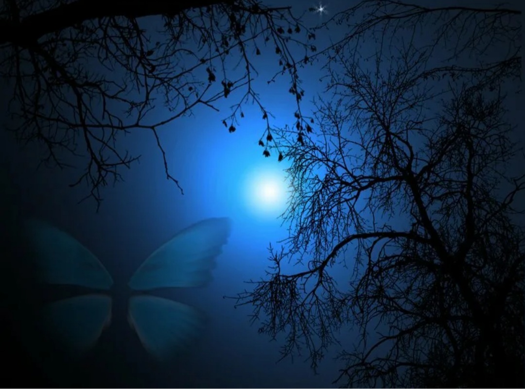 Спящие ночью бабочки. Бабочка ночью. Бабочка Луна. Мотылек ночью. Ночь бабочки Луна.