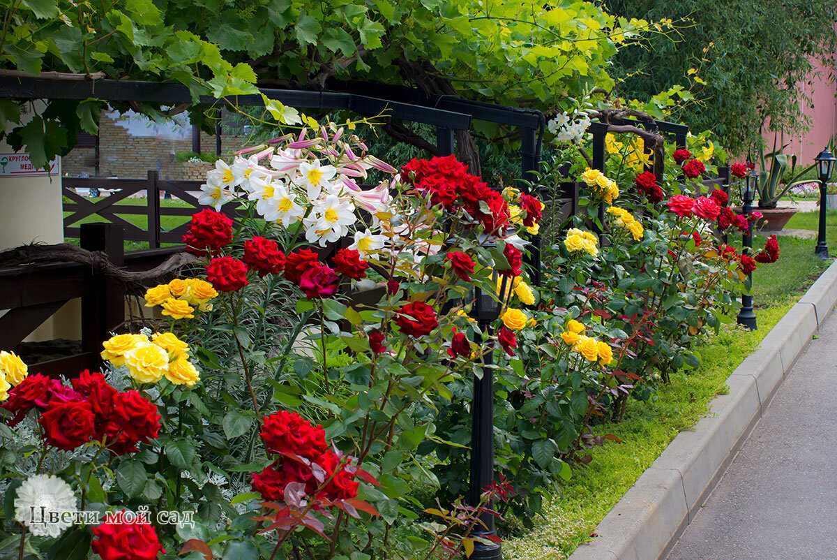 Где Купить Розы Для Посадки На Даче