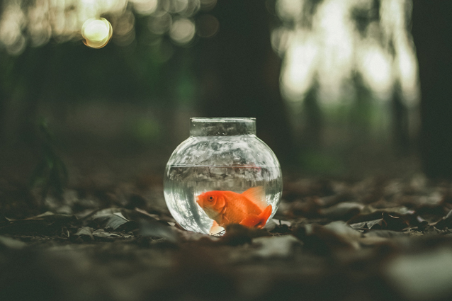 Три желанья - русские сказки