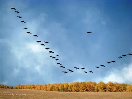 Собираются в путь журавли