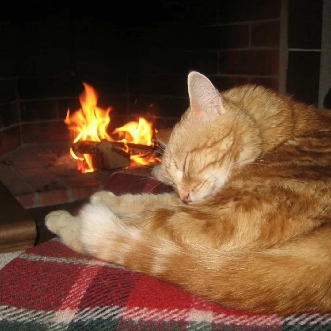 Кот и огонь