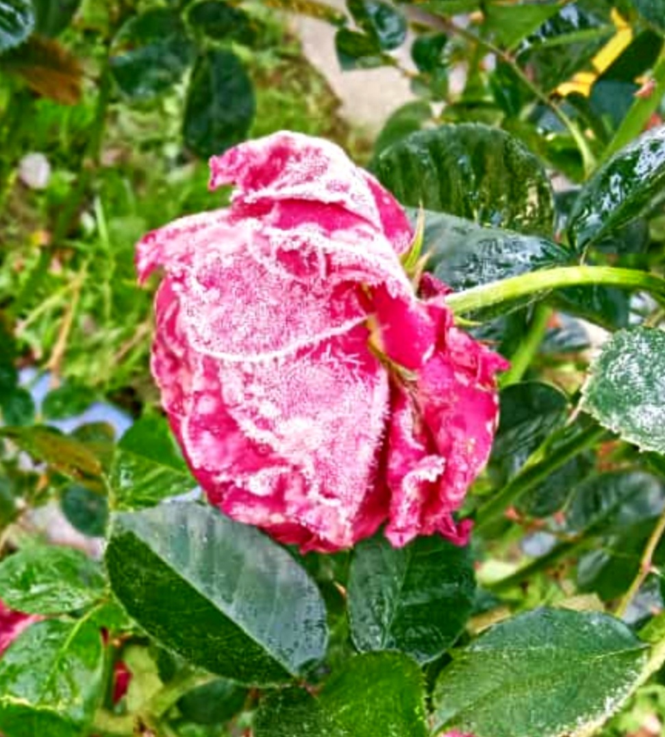 Первый снег невесомый летает