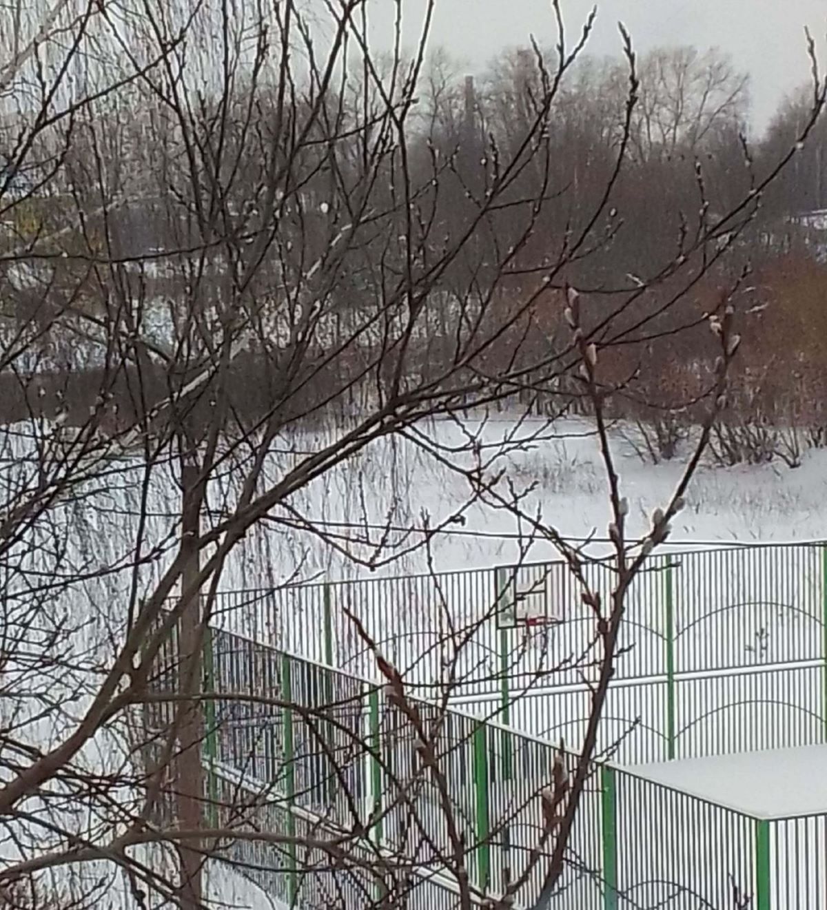 Верба зимой