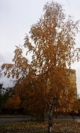 Осенние сны