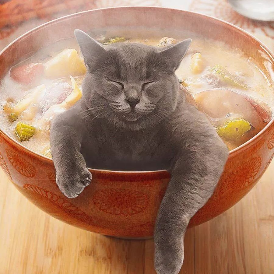 Котик с едой