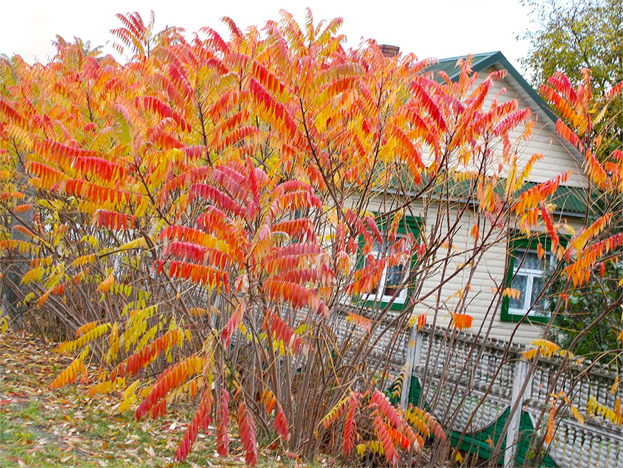 Дэ ля мынэ пасэ шэ Кизка