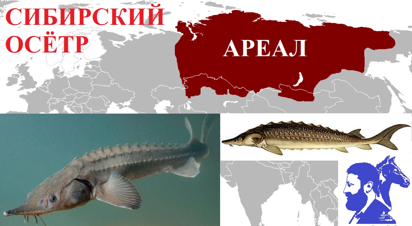 Сибирский осётр