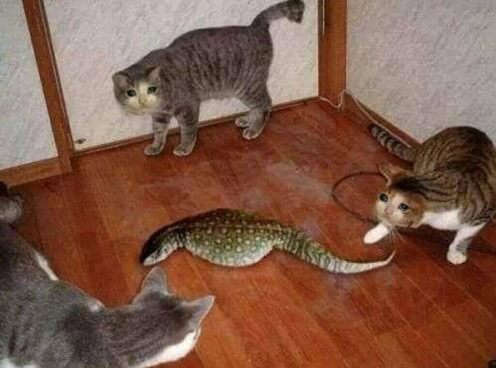 Коты в страхе все трясутся (Халида Шариф) / Стихи.ру