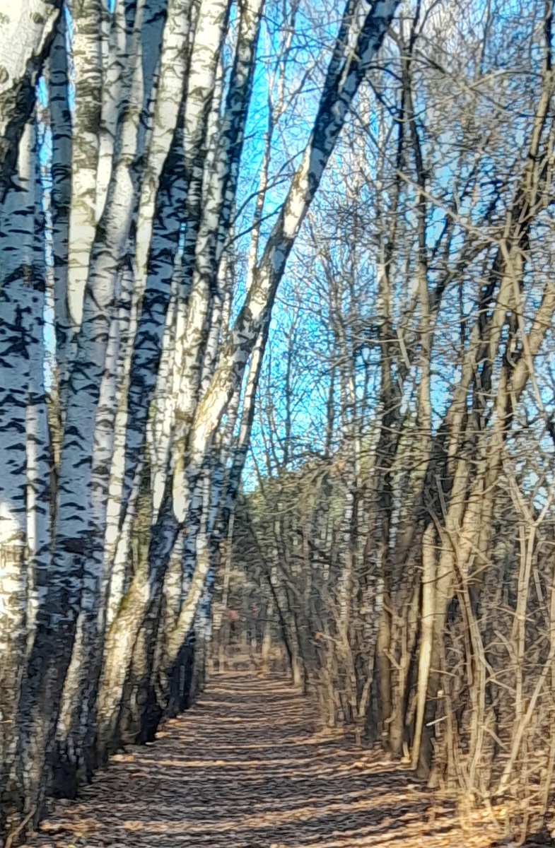 Смотрю на аллею...