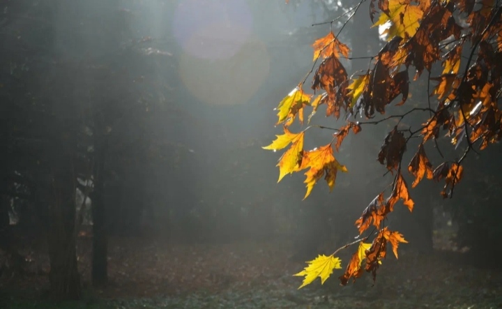 Кленовые листья