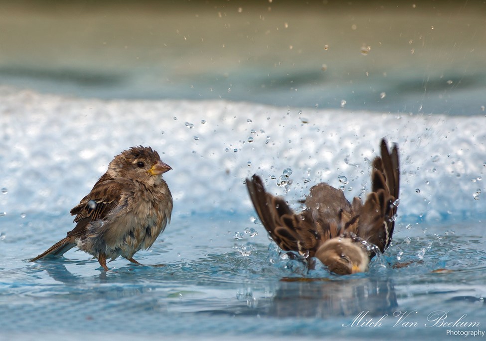 Она о своей весне