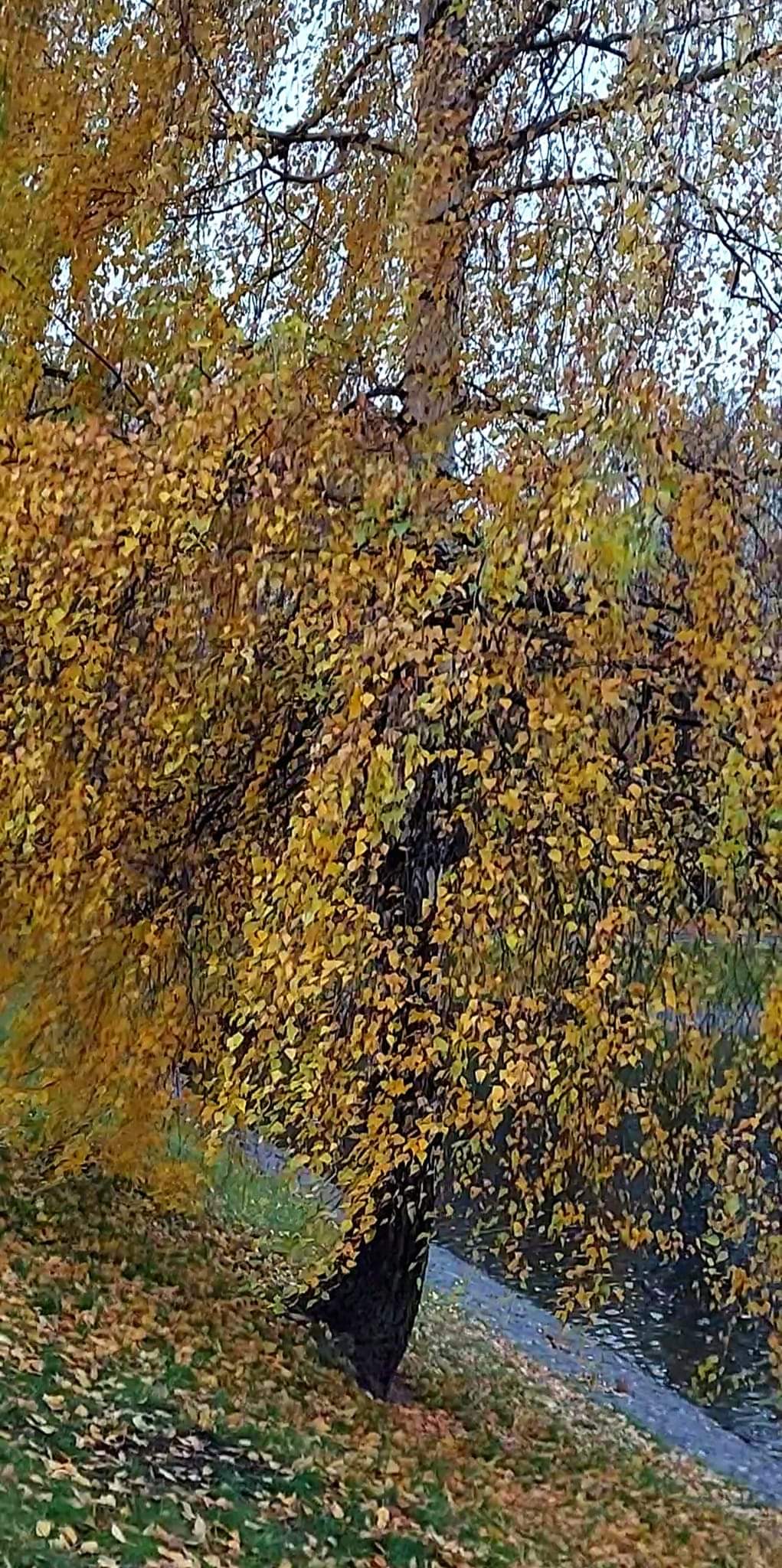 Золотые березы