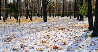 Первый снежок начинает кружиться... - триолет