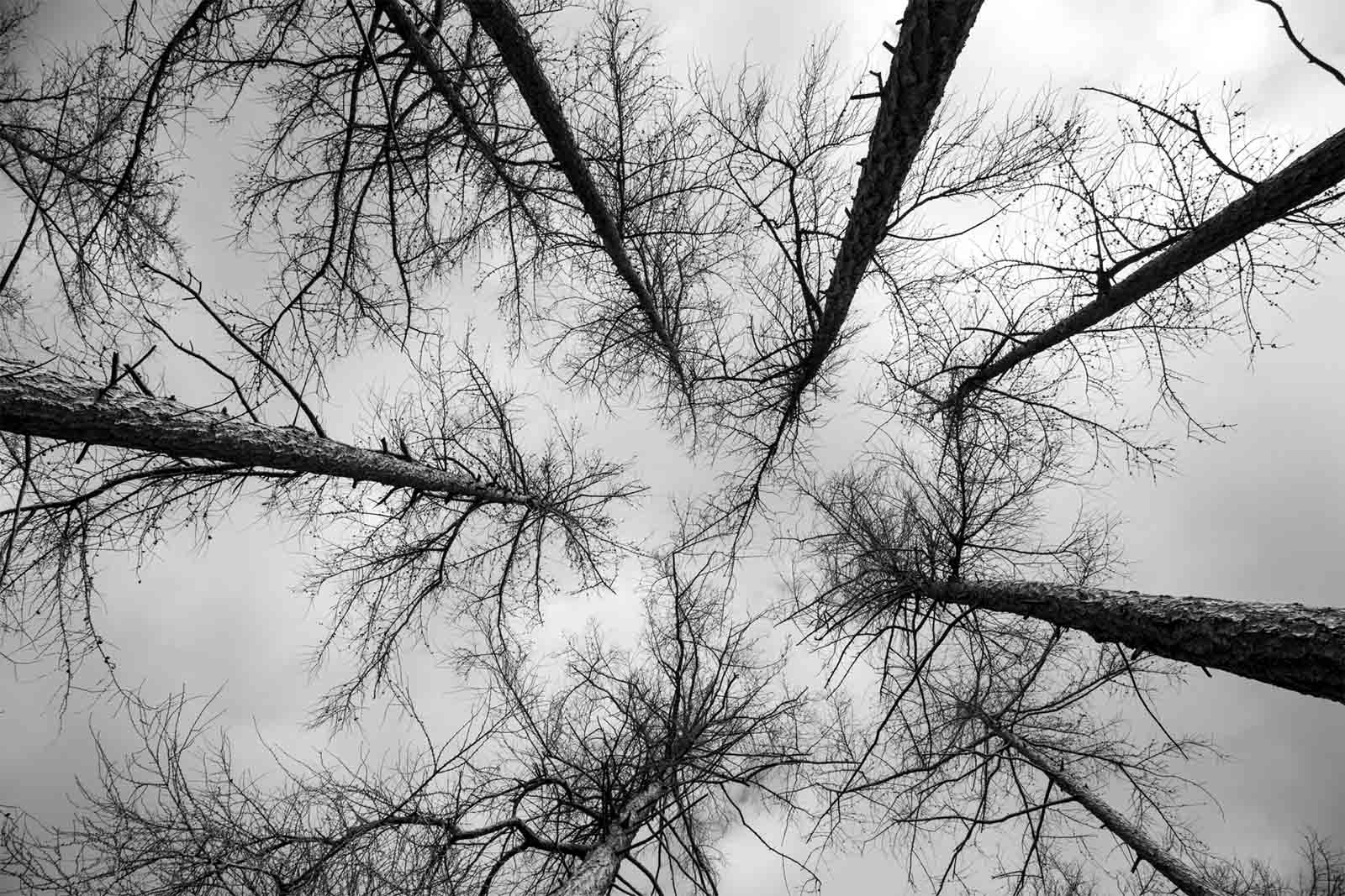 Деревья-люди - сказочная рать