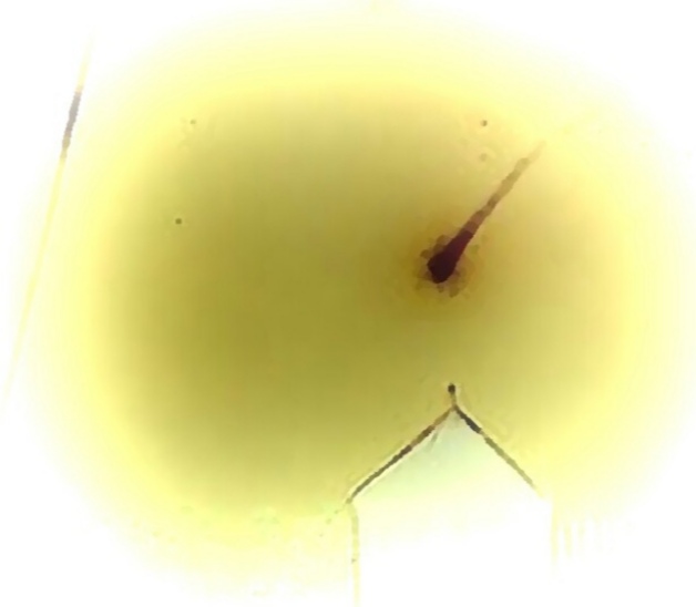 Стихотворное