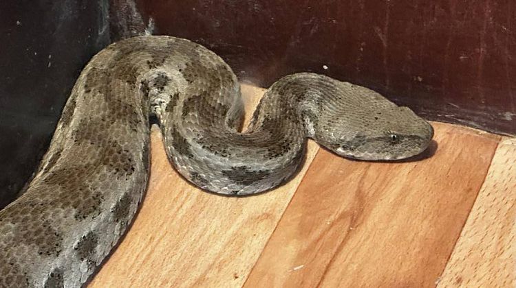 Алиска - ползучая подруга