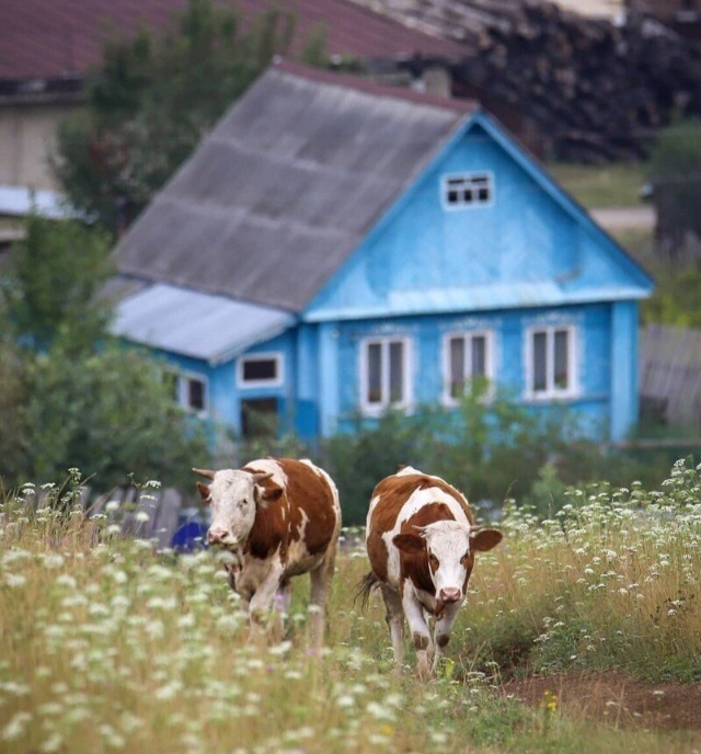 А мы живём в своей деревне