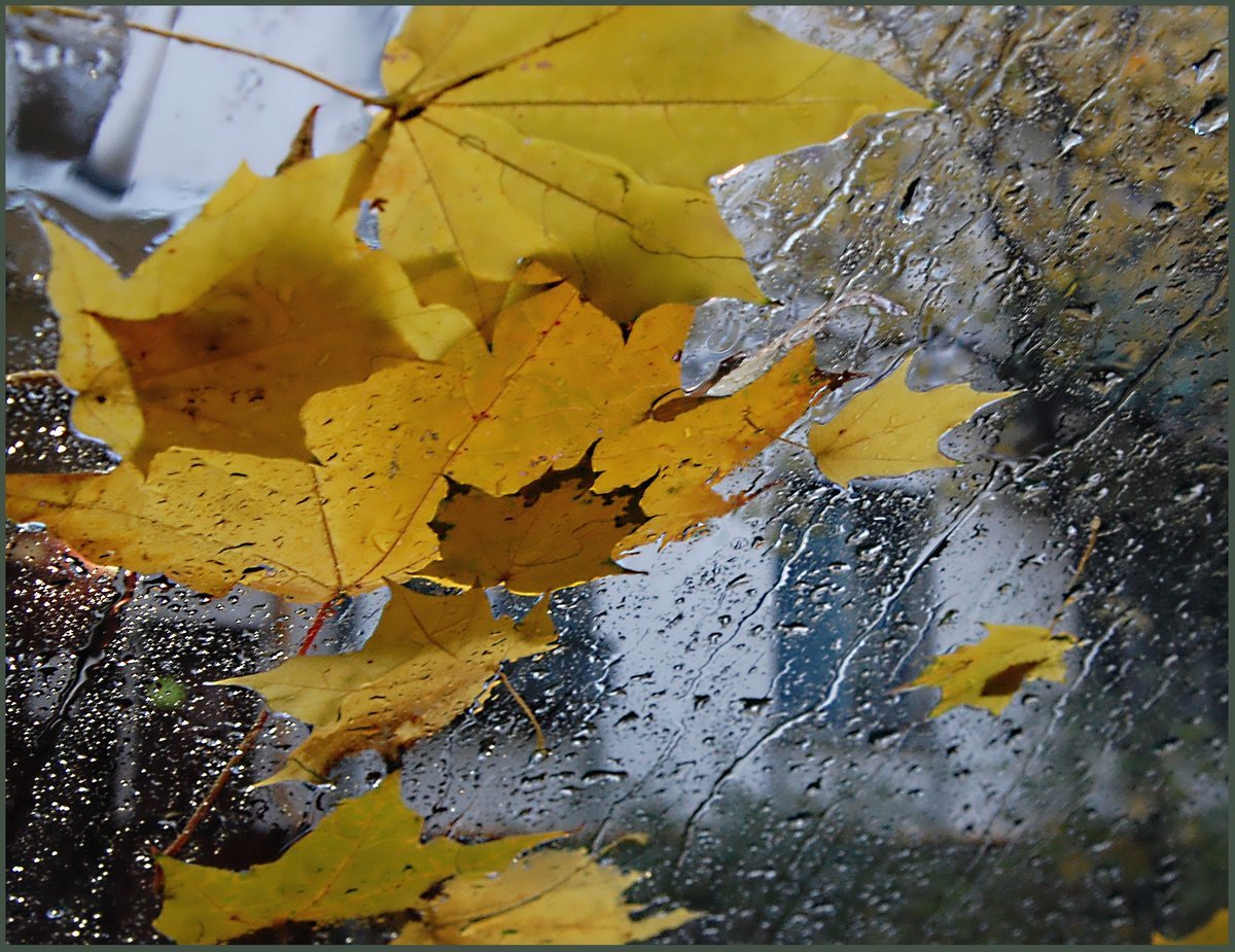 Осенние дождики вовсе не похожи впр 6. Дождливая осень. Дождь осенью. Листопад и дождь. Осенний дождик.