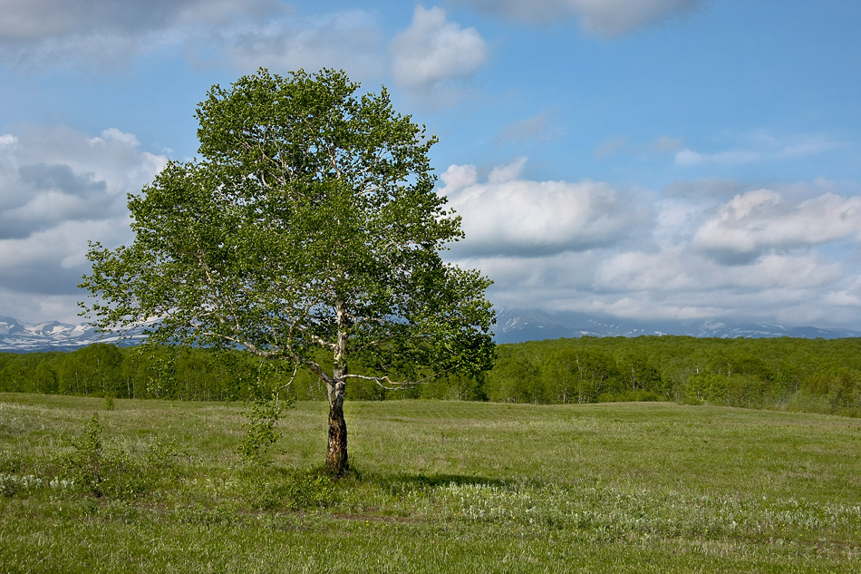 Ак каенкаем сылукаем