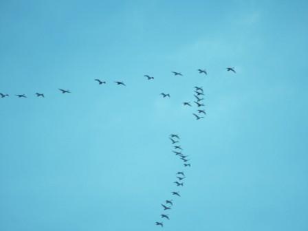 Лебединые стаи