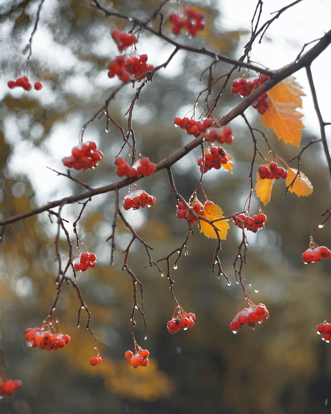 Большое Счастье
