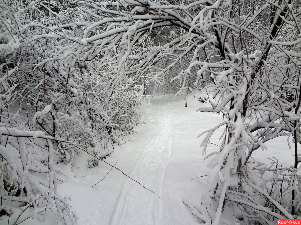 тропинка в зимнем лесу. снег занесло тропки и дорожки в лес. хвойный лес зимой. тропинка в снежном лесу. тропинка в зимнем лесу.