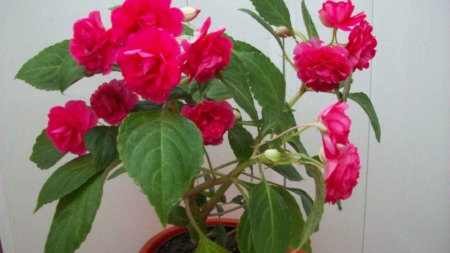 Зима у порога