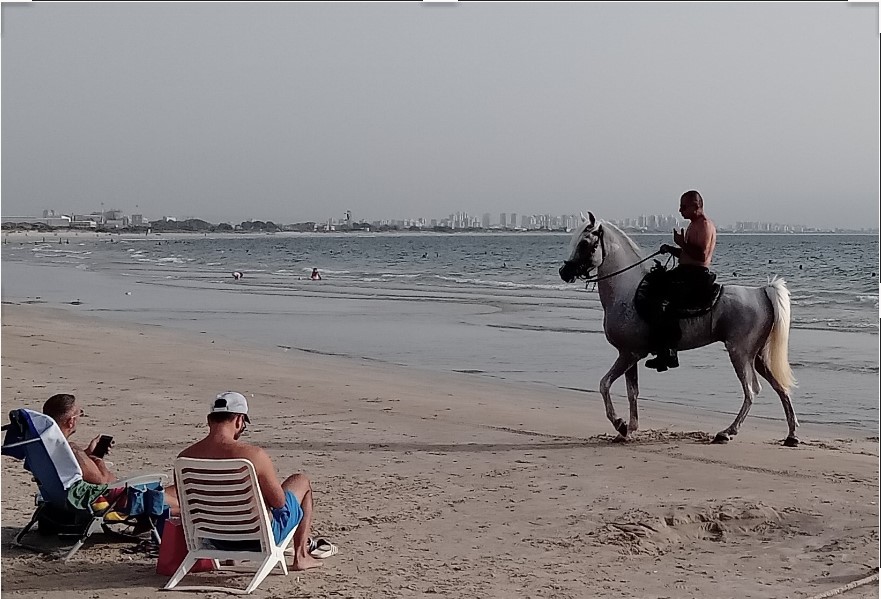 Конь на фоне Хайфы