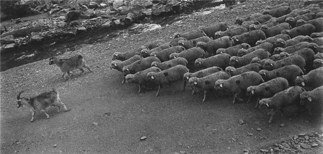 Козел-провокатор