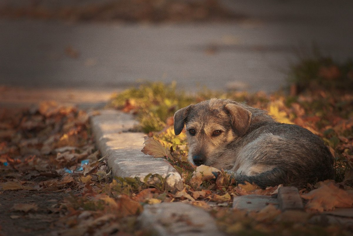 The administration of Chita reported on the next capture of stray dogs in the re