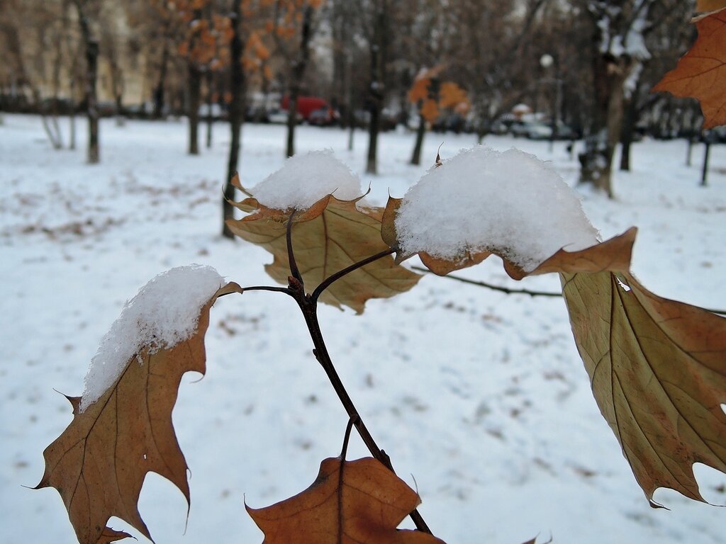 Сугробы листьев. Листья припорошенные снегом. Припорошило снегом. Лист и снегопад. Листья в снегу.