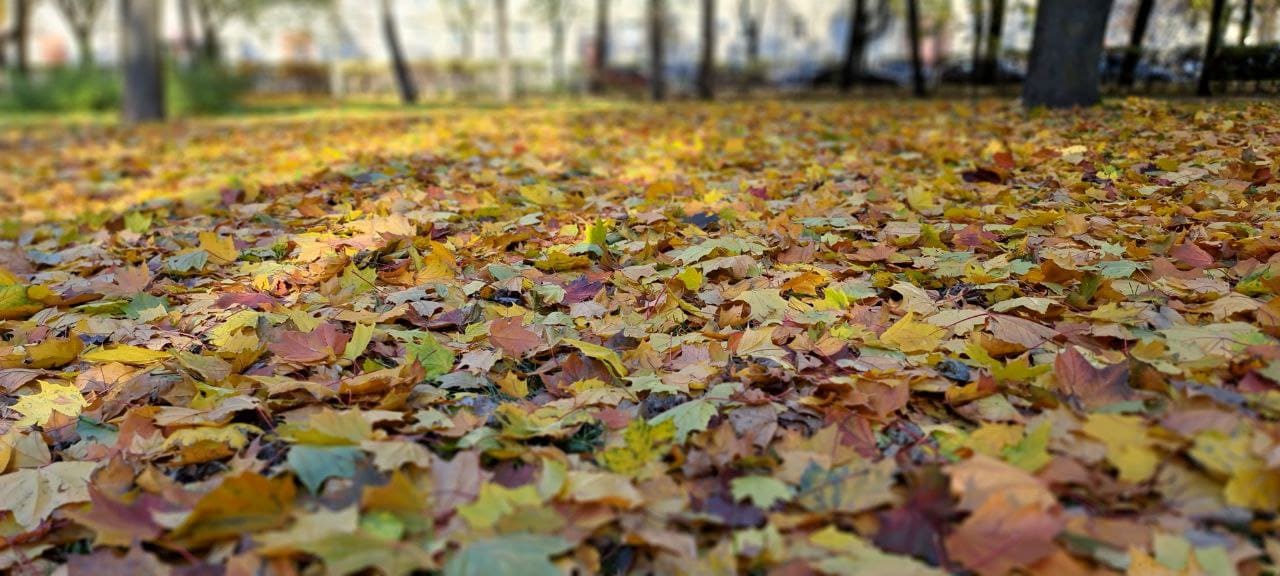 Голубушка Осень