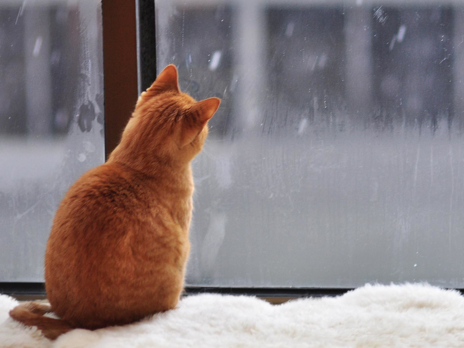 Кот смотрит в окно