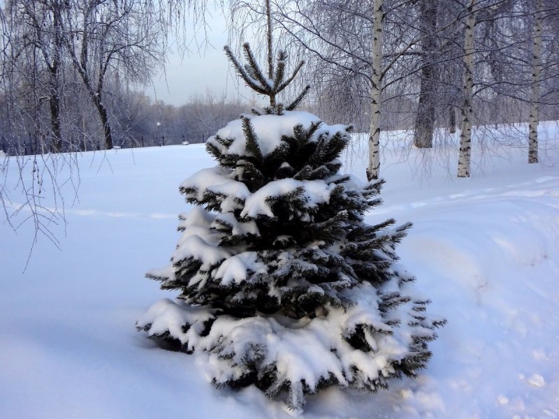 Белым свадебным букетом