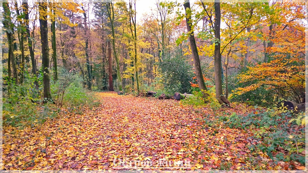 23 Ты бродишь в лесу реликтовом. Сквозь века