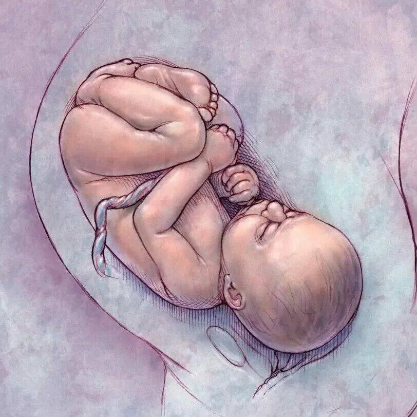 Притча про младенцев в утробе матери. Малыш в утробе матери. Эмбрион рисунок. Ребенок в утробе арт. Поза эмбриона.