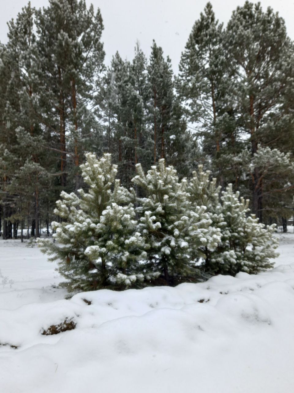 Мороз-старик суровый!