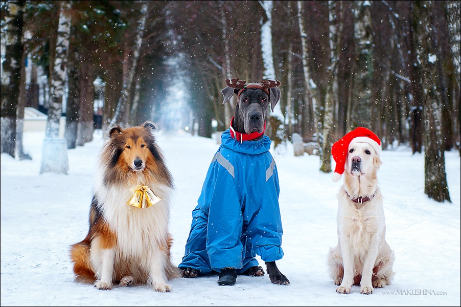Гулять с собаками москва. Зимняя одежда для собак. Собака в одежде зимой. Прогулка с собакой зимой. Костюм для собаки на зиму.