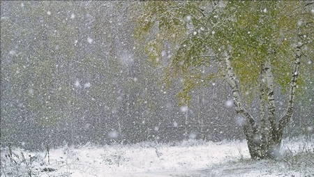 Первый снег