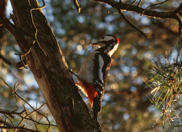 Хорошо посидеть у костра
