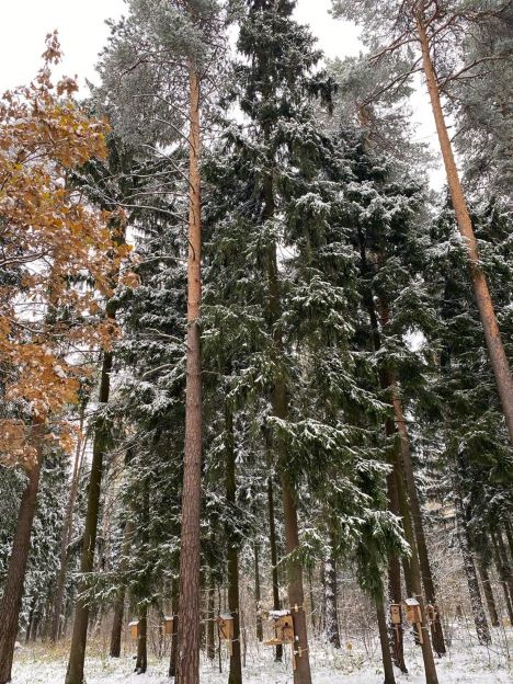 Русский лес