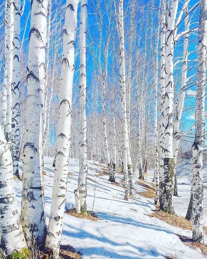 Утро ранее всё в белом