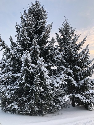 Вся природа побелела