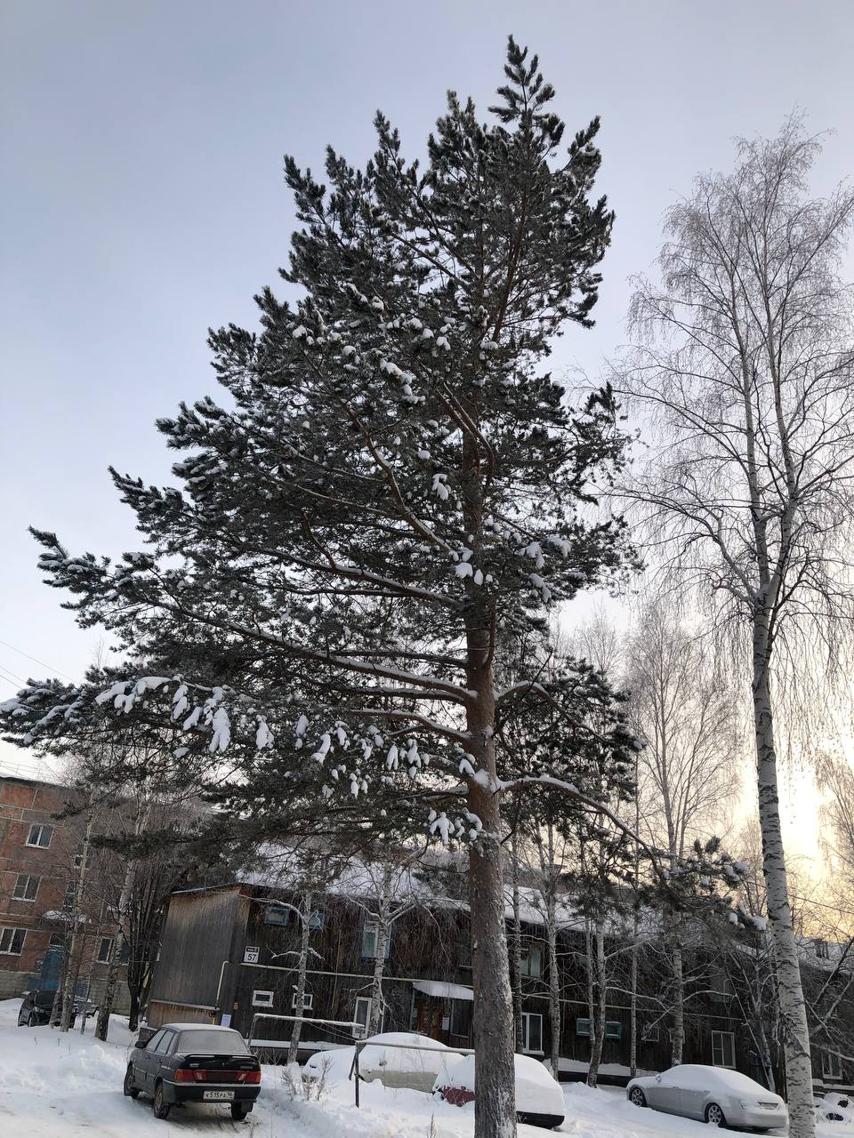 Стоит красавица сосна