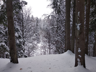 2023г. Шёл в лес тропою заметённой 406и