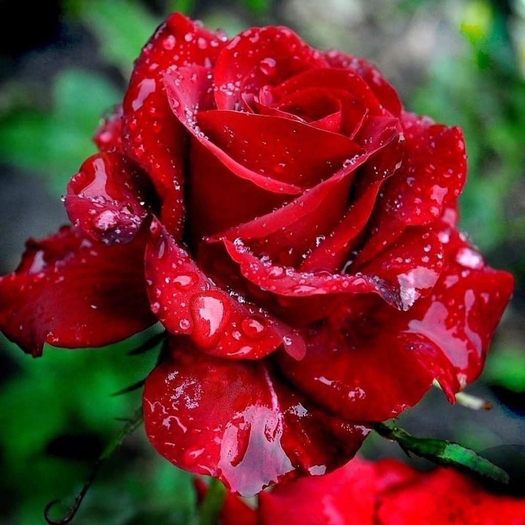 Beautiful rose flowers. Сорт роз алый Карсон. Красные розы.