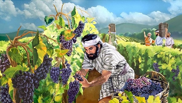 Винная лоза